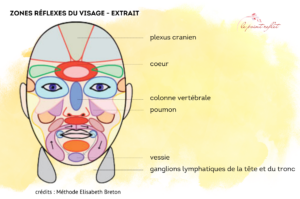 Je vous explique les différentes zones réflexes du visage